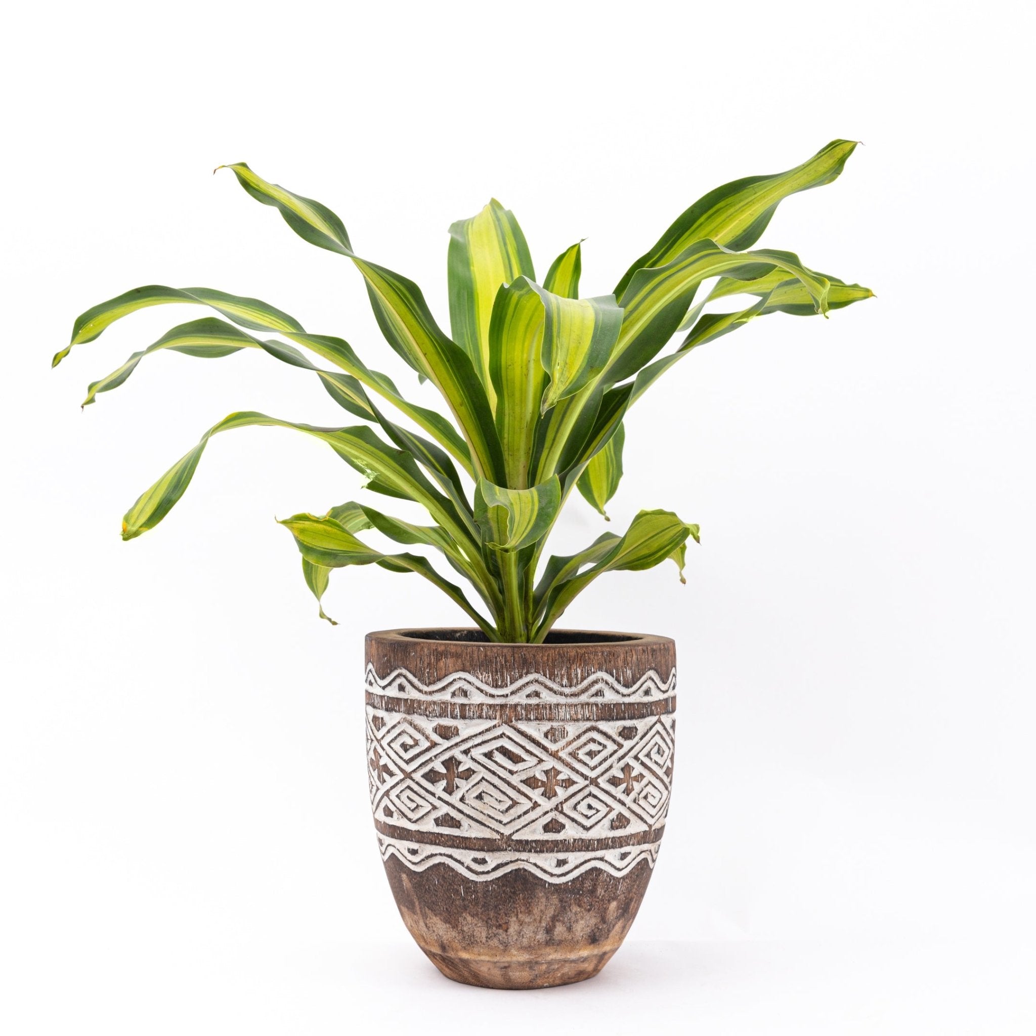 Raw Engraved Wooden Plant Pot - Bohowoodland
