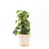Pale Engraved Wooden Plant Pot - Bohowoodland