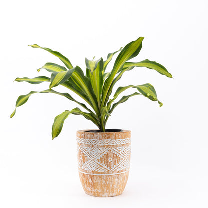 Pale Engraved Wooden Plant Pot - Bohowoodland