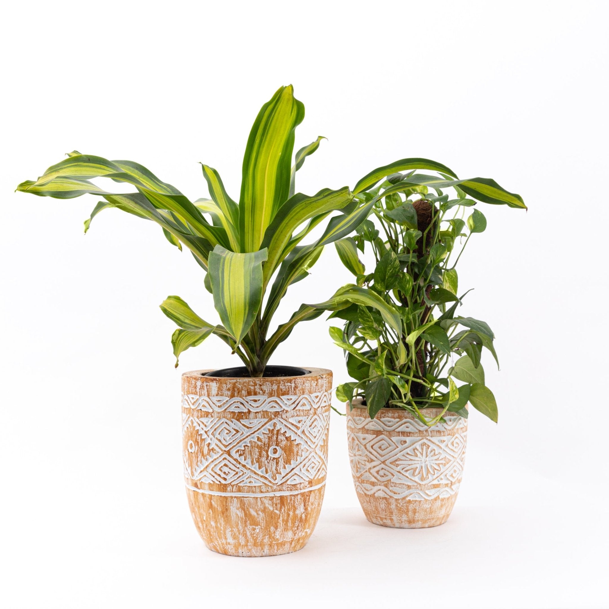 Pale Engraved Wooden Plant Pot - Bohowoodland