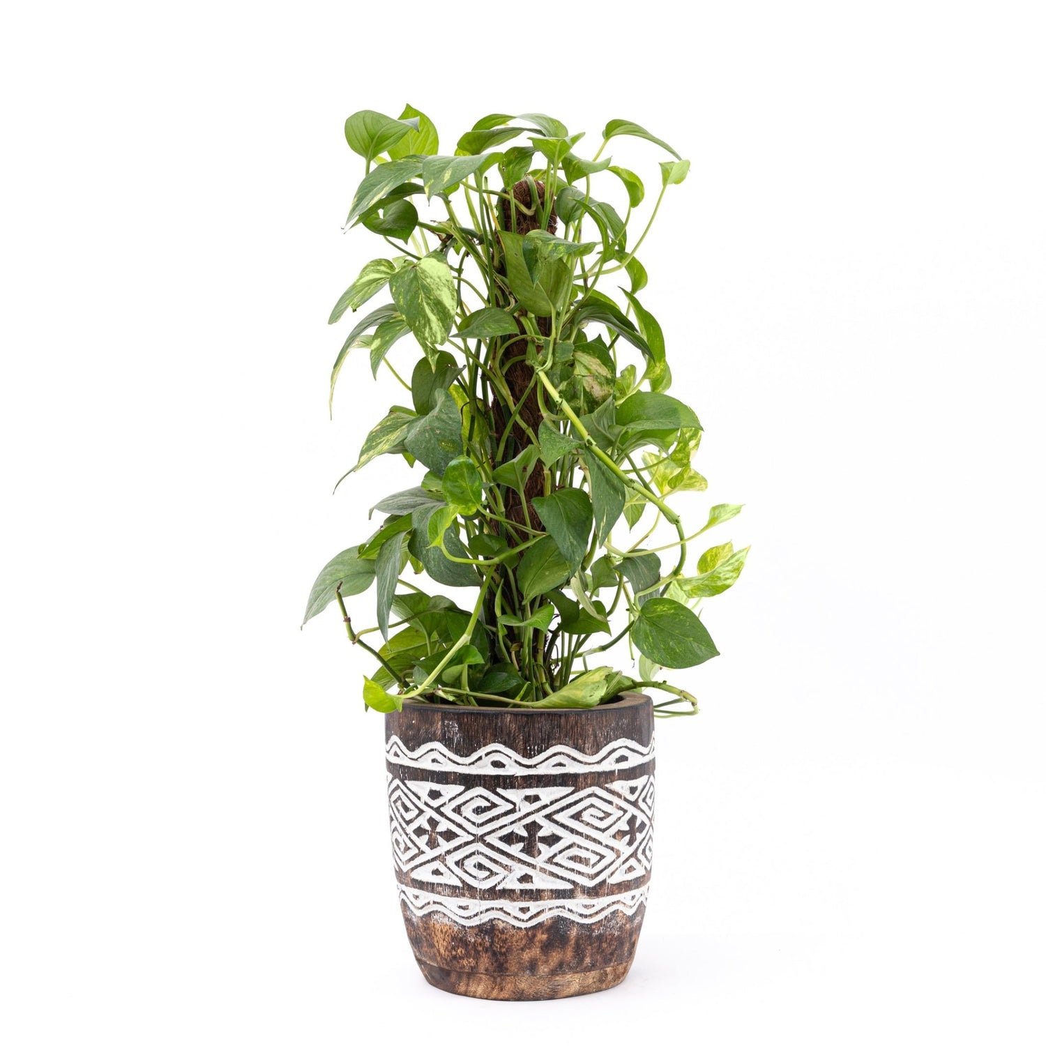 Raw Engraved Wooden Plant Pot - Bohowoodland