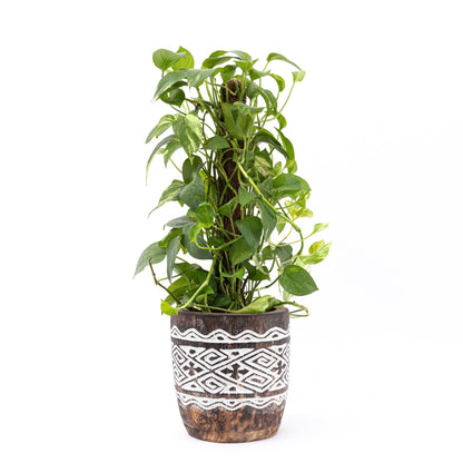 Raw Engraved Wooden Plant Pot - Bohowoodland