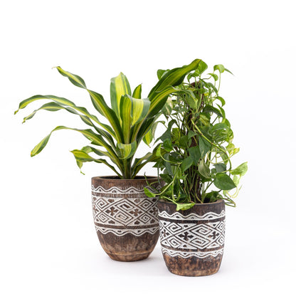 Raw Engraved Wooden Plant Pot - Bohowoodland