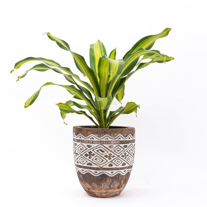 Raw Engraved Wooden Plant Pot - Bohowoodland